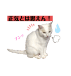 ネコ団欒2（暗黒編）（個別スタンプ：9）