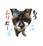 ネコ団欒2（暗黒編）（個別スタンプ：12）