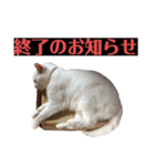 ネコ団欒2（暗黒編）（個別スタンプ：13）