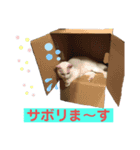 ネコ団欒2（暗黒編）（個別スタンプ：14）