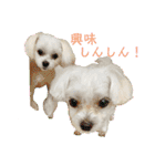 マルチワワ ロンくん＆マルチーズルル 挨拶（個別スタンプ：2）