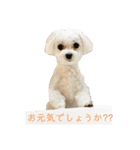 マルチワワ ロンくん＆マルチーズルル 挨拶（個別スタンプ：3）
