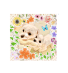 マルチワワ ロンくん＆マルチーズルル 挨拶（個別スタンプ：4）
