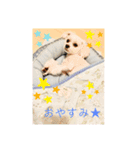 マルチワワ ロンくん＆マルチーズルル 挨拶（個別スタンプ：7）