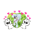 マルチワワ ロンくん＆マルチーズルル 挨拶（個別スタンプ：9）