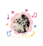 マルチワワ ロンくん＆マルチーズルル 挨拶（個別スタンプ：10）