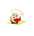 マルチワワ ロンくん＆マルチーズルル 挨拶（個別スタンプ：12）