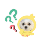 マルチワワ ロンくん＆マルチーズルル 挨拶（個別スタンプ：13）