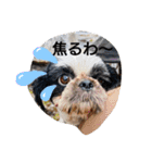 らん・そら シーズー（個別スタンプ：1）