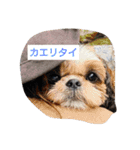 らん・そら シーズー（個別スタンプ：2）