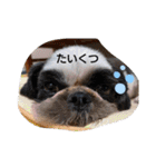 らん・そら シーズー（個別スタンプ：3）