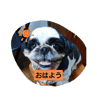らん・そら シーズー（個別スタンプ：6）