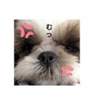 らん・そら シーズー（個別スタンプ：11）