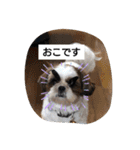 らん・そら シーズー（個別スタンプ：13）