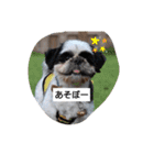 らん・そら シーズー（個別スタンプ：15）