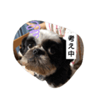 らん・そら シーズー（個別スタンプ：17）