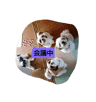 らん・そら シーズー（個別スタンプ：18）