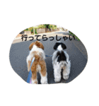 らん・そら シーズー（個別スタンプ：19）