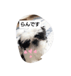 らん・そら シーズー（個別スタンプ：20）