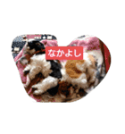 らん・そら シーズー（個別スタンプ：22）