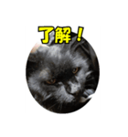 ひめかめがび2（個別スタンプ：1）