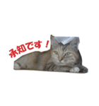 ひめかめがび2（個別スタンプ：3）