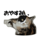 ひめかめがび2（個別スタンプ：5）