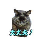 ひめかめがび2（個別スタンプ：6）