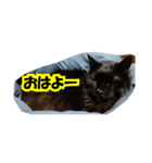 ひめかめがび2（個別スタンプ：7）