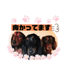 まろももスタンプ③単語編（個別スタンプ：14）