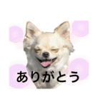 ロイシェリ①（個別スタンプ：15）