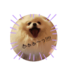 白ポメ姫（個別スタンプ：4）
