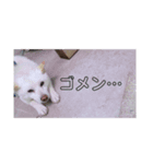 じゃースタ2（個別スタンプ：3）