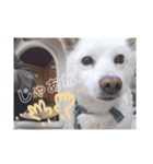 じゃースタ2（個別スタンプ：8）