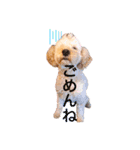 LOVE！TOY POODLE！！（個別スタンプ：2）