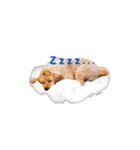 LOVE！TOY POODLE！！（個別スタンプ：6）