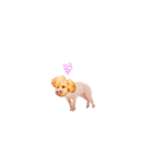 LOVE！TOY POODLE！！（個別スタンプ：7）