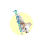 LOVE！TOY POODLE！！（個別スタンプ：11）