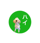 LOVE！TOY POODLE！！（個別スタンプ：12）