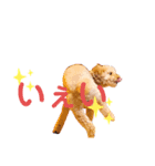 LOVE！TOY POODLE！！（個別スタンプ：14）