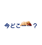 LOVE！TOY POODLE！！（個別スタンプ：15）