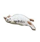 ゆきさんの日常1（個別スタンプ：5）