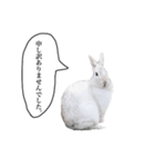 ゲスうっさ（個別スタンプ：8）