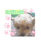 らいちゃんの毎日（個別スタンプ：5）
