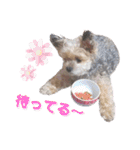 らいちゃんの毎日（個別スタンプ：9）