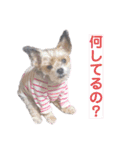 らいちゃんの毎日（個別スタンプ：16）