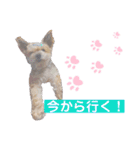 らいちゃんの毎日（個別スタンプ：17）