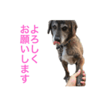 ジゲンのスタンプ（個別スタンプ：4）
