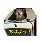 ジゲンのスタンプ（個別スタンプ：5）