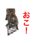 ジゲンのスタンプ（個別スタンプ：7）